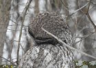 Great Gray Owl (37)