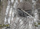 Great Gray Owl (38)