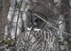 Great Gray Owl (39)