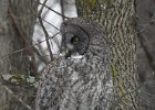 Great Gray Owl (4)