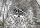 Great Gray Owl (40)