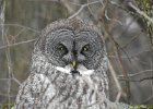 Great Gray Owl (41)