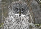Great Gray Owl (42)