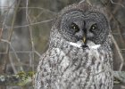 Great Gray Owl (43)