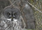Great Gray Owl (44)