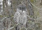 Great Gray Owl (45)