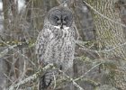 Great Gray Owl (46)