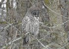 Great Gray Owl (47)