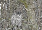 Great Gray Owl (48)