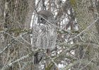 Great Gray Owl (49)