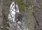 Great Gray Owl (5)