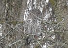 Great Gray Owl (50)