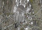 Great Gray Owl (51)