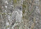 Great Gray Owl (52)