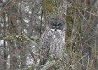 Great Gray Owl (53)