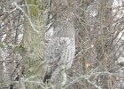Great Gray Owl (54)