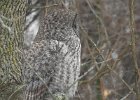 Great Gray Owl (55)