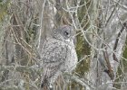Great Gray Owl (56)