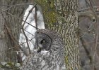 Great Gray Owl (6)