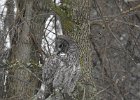 Great Gray Owl (7)