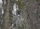 Great Gray Owl (8)