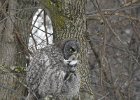 Great Gray Owl (9)