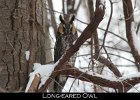 040 - 479 Long-eared Owl