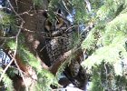 101Long eared Owl