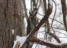 101Long-eared Owl