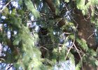 Long eared Owl (1)