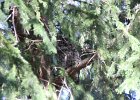Long eared Owl (10)
