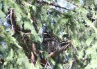 Long eared Owl (11)