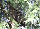 Long eared Owl (12)