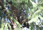 Long eared Owl (14)