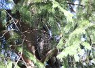 Long eared Owl (15)