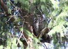 Long eared Owl (16)