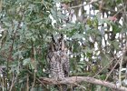 Long eared Owl (17)