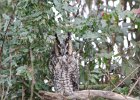Long eared Owl (18)