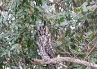 Long eared Owl (19)