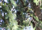 Long eared Owl (2)
