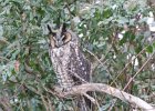 Long eared Owl (21)