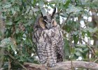 Long eared Owl (22)