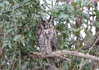 Long eared Owl (23)