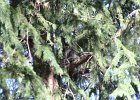 Long eared Owl (3)