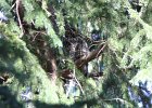 Long eared Owl (5)