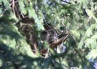 Long eared Owl (6)