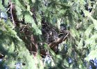 Long eared Owl (7)