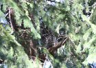 Long eared Owl (8)