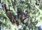 Long eared Owl (9)