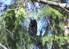 Long-eared Owl (1)